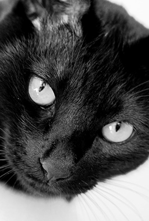 年賀状 にゃん賀状 猫の年賀状 猫 写真 テンプレート 2021 無料